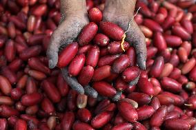 Palestinian Farmers Gather Dates