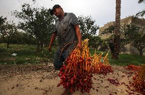 Palestinian Farmers Gather Dates