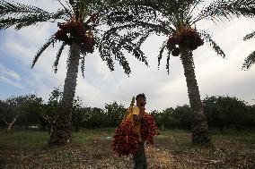 Palestinian Farmers Gather Dates