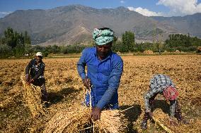 Rice Harvesting In Kashmir