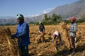 Rice Harvesting In Kashmir