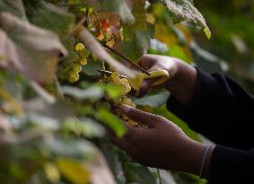 Organic Grapes Are Seen At A Greenhouse At Härna Farm In Sweden