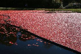 Cranberry Harvest In Ontario