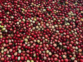 Cranberry Harvest In Ontario