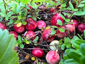 Cranberry Harvest In Ontario