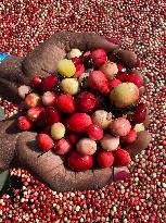 Cranberry Harvest In Ontario