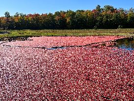 Cranberry Harvest In Ontario