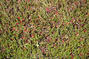 Cranberry Harvest In Ontario