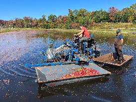 Cranberry Harvest In Ontario