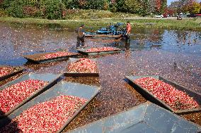 Cranberry Harvest In Ontario