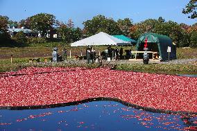 Cranberry Harvest In Ontario