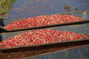 Cranberry Harvest In Ontario