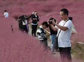 Pink Muhlygrass Tour Popular in Xingyi