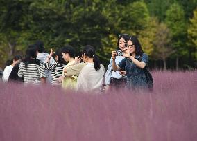 Pink Muhlygrass Tour Popular in Xingyi