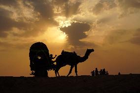 Camel Safari In Pushkar - India