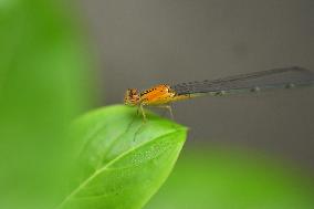 India Wildlife