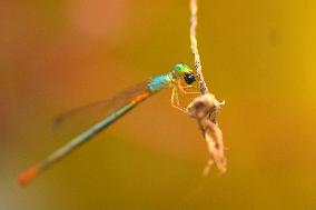 India Wildlife