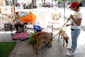 Croquette To Help Homeless Dogs In Mexico City