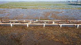 Vehicles Drive on The Hangzhou Bay Cross-Sea Bridge in Ningbo