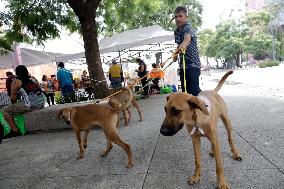 Croquette To Help Homeless Dogs In Mexico City
