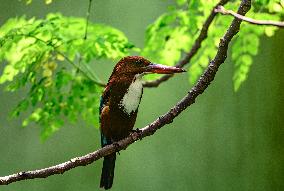 Animal India - White-throated Kingfisher