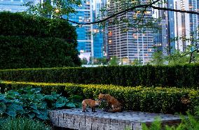 Foxes Wandering - Chicago