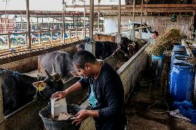 Scarcity Of Animal Feed In Indonesia