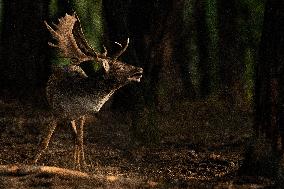 Fallow Deers Mating Period In Sabaudia, Italy
