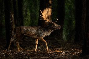 Fallow Deers Mating Period In Sabaudia, Italy