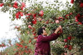 #CHINA-AUTUMN-HARVEST (CN)