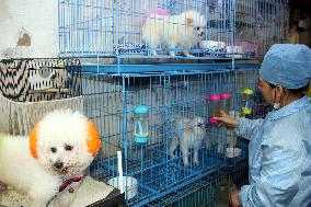 Pet Hotel in Suzhou