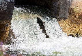 CANADA-ONTARIO-PORT HOPE-FISH MIGRATION