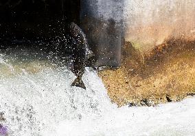 CANADA-ONTARIO-PORT HOPE-FISH MIGRATION