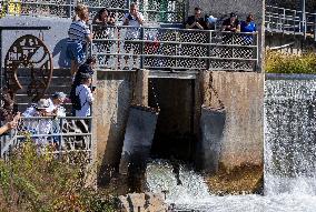 CANADA-ONTARIO-PORT HOPE-FISH MIGRATION