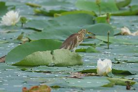 Pond Heron