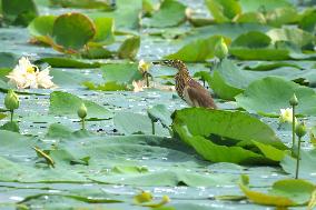 Pond Heron