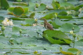 Pond Heron