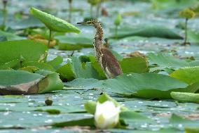 Pond Heron