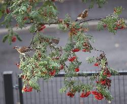 Birds eating berries