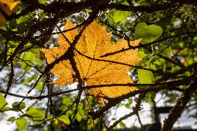 Autumn weather