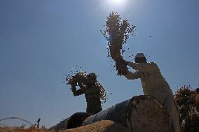 Rice Harvesting In Kashmir