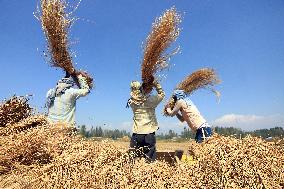 Rice Harvesting In Kashmir