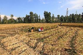 Rice Harvesting In Kashmir