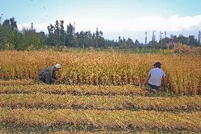 Rice Harvesting In Kashmir