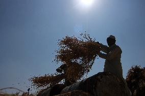 Rice Harvesting In Kashmir