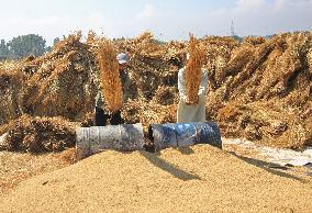 Rice Harvesting In Kashmir