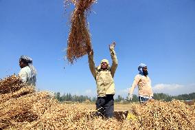 Rice Harvesting In Kashmir