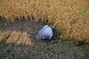 Rice Harvesting In Kashmir