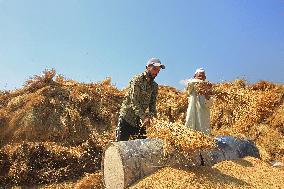 Rice Harvesting In Kashmir