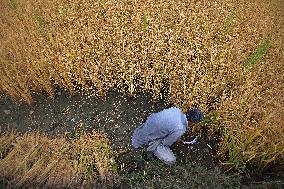 Rice Harvesting In Kashmir